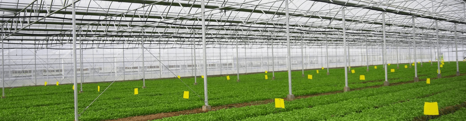 Withair® Heating and Cooling Solutions for Greenhouses
